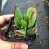 Cotyledon sp.