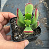 Cotyledon sp.