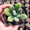 Echeveria pulvinata 'Ruby Blush'