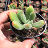 Echeveria pulvinata 'Ruby Blush'