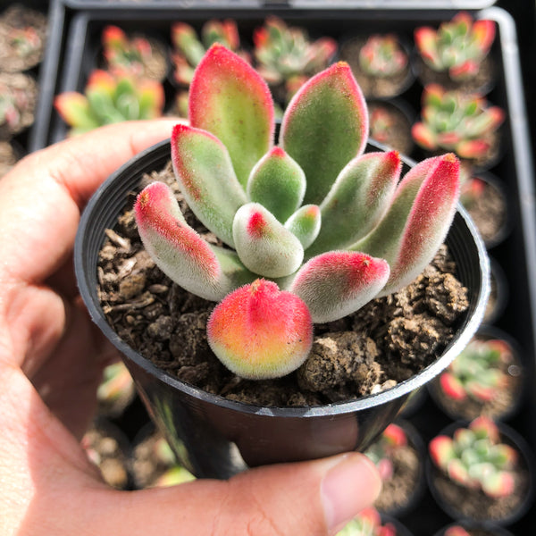 ruby blush succulent Echeveria pulvinata 'Ruby Blush' – LET LOVE GROW (Succulent & Cactus)