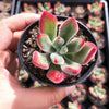 Echeveria pulvinata 'Ruby Blush'