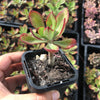 Echeveria 'Seiten-no-Tsukasa' (has mark)