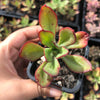 Echeveria 'Seiten-no-Tsukasa' (has mark)