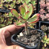 Echeveria 'Seiten-no-Tsukasa' (has mark)