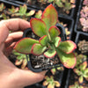 Echeveria 'Seiten-no-Tsukasa' (has mark)