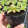Aeonium 'Lemon-Lime' (aka. A. Starburst)(has mark)