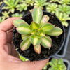 Aeonium 'Lemon-Lime' (aka. A. Starburst)(has mark)
