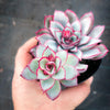 Echeveria Moon Gadnis (aka Ech. Moon Goddess)