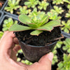Aeonium 'Lemon-Lime' (aka. A. Starburst)(has mark)