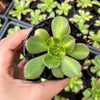 Aeonium 'Lemon-Lime' (aka. A. Starburst)(has mark)