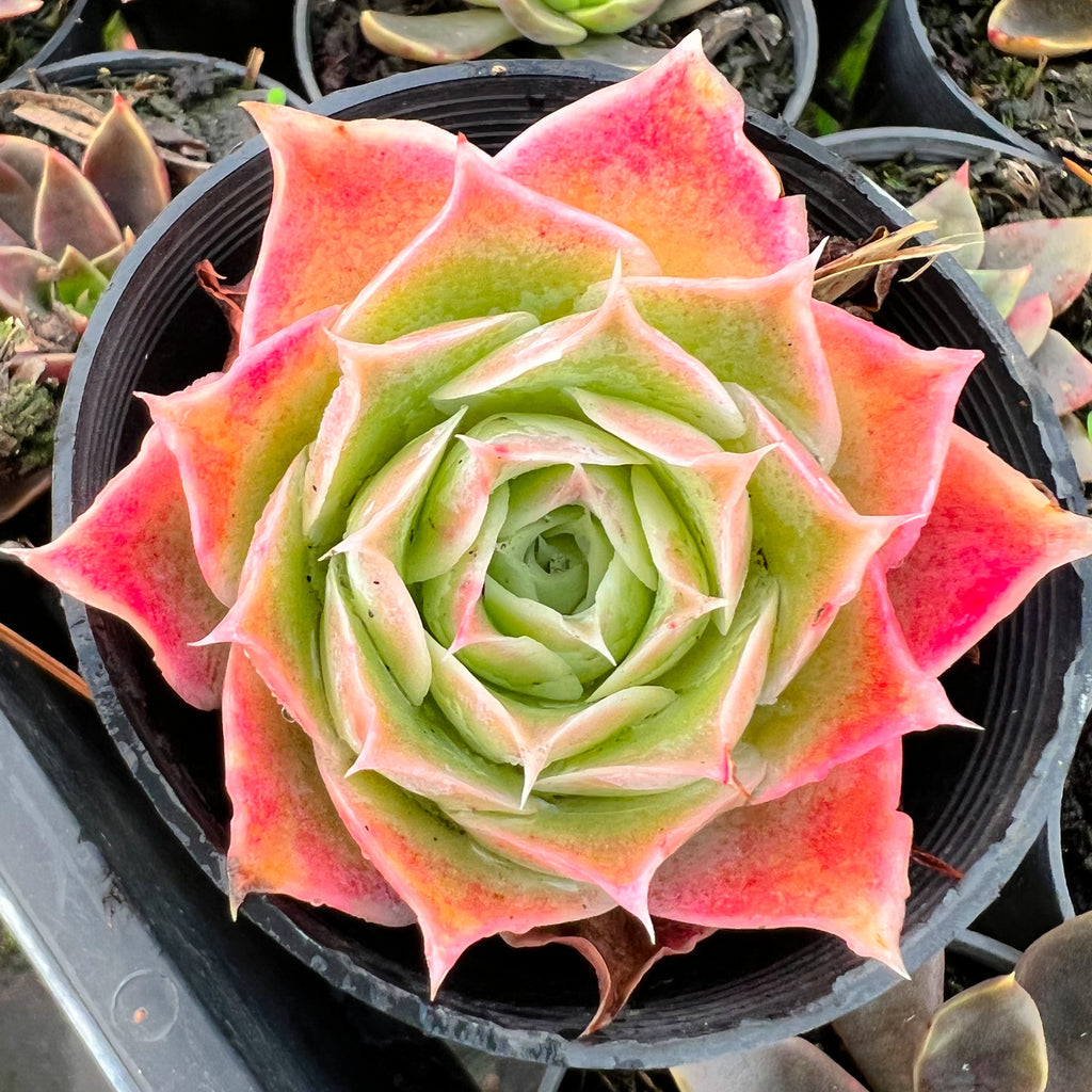 Echeveria simulans 'Laguna Sanchez'