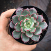 Echeveria nodulosa x minima