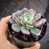 Echeveria nodulosa x minima