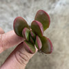 Crassula Clavata