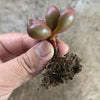 Crassula Clavata