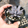 Echeveria unguiculata