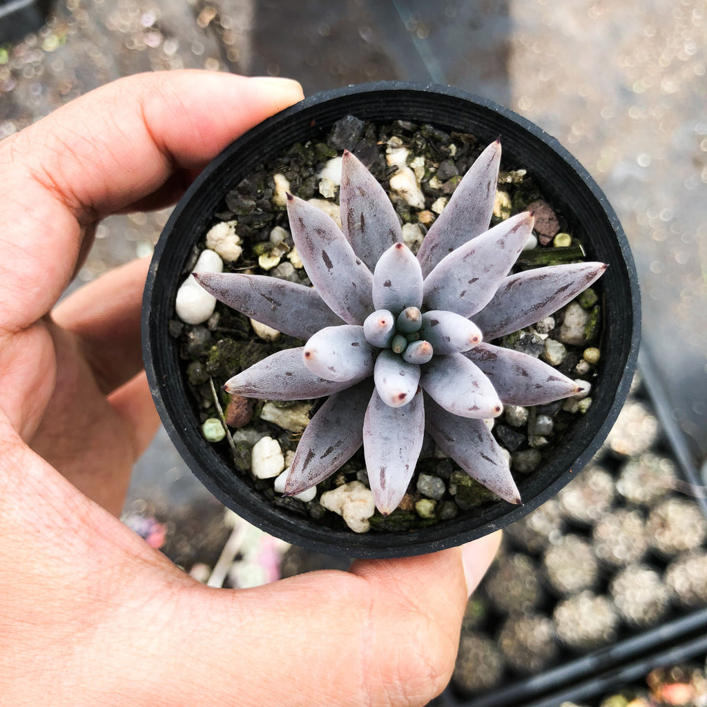 Echeveria unguiculata
