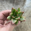 Echeveria psyche