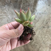Echeveria psyche