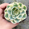 Echeveria Compton Carousel