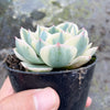 Echeveria Compton Carousel