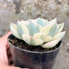 Echeveria Compton Carousel