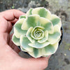 Echeveria Compton Carousel