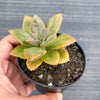 Echeveria Chroma