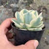 Echeveria Compton Carousel