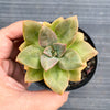 Echeveria Chroma