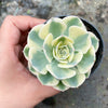Echeveria Compton Carousel