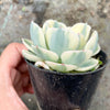 Echeveria Compton Carousel