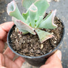 Echeveria 'Trumpet Pinky'