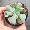 Echeveria 'Trumpet Pinky'
