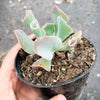Echeveria 'Trumpet Pinky'