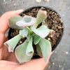 Echeveria 'Trumpet Pinky'