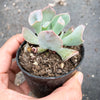 Echeveria 'Trumpet Pinky'