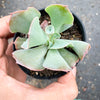 Echeveria 'Trumpet Pinky'