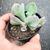Echeveria 'Trumpet Pinky'