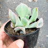 Echeveria 'Trumpet Pinky'