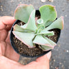 Echeveria 'Trumpet Pinky'