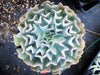 Echeveria pinwheel 'Revolution'