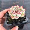 Echeveria 'Pulidonis'