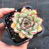 Echeveria 'Pulidonis'