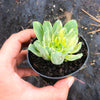 Aeonium castello-paivae f. variegata 'Suncup' (w/pup)(CLEARANCE)