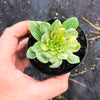Aeonium castello-paivae f. variegata 'Suncup' (w/pup)(CLEARANCE)