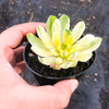 Aeonium castello-paivae f. variegata 'Suncup' (w/pup)(CLEARANCE)