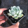 Echeveria 'Elegans' (Mexican Snowball)