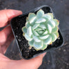 Echeveria 'Elegans' (Mexican Snowball)